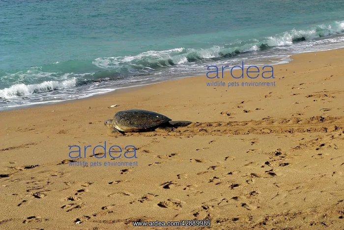 : Sea / Green Turtle - returning to the sea : Sea / Green Turtle - returning to the sea
