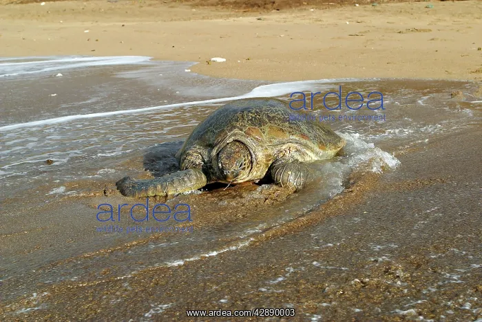 : Sea / Green Turtle - returning to the sea : Sea / Green Turtle - returning to the sea