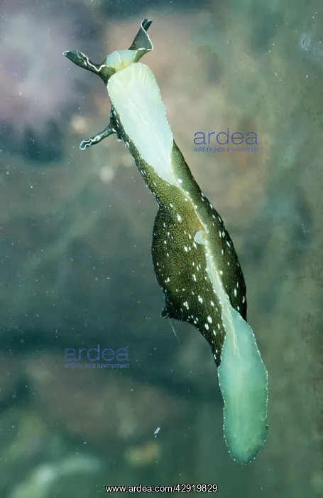 : Sea Hare - Mollusc : Sea Hare - Mollusc