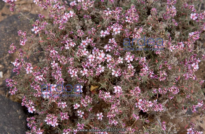 : A Sea-heath - in flower by saltpans : A Sea-heath - in flower by saltpans