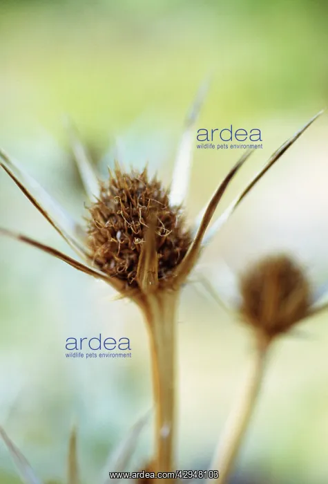 : Sea Holly, Eryngium bourgatii : Sea Holly, Eryngium bourgatii