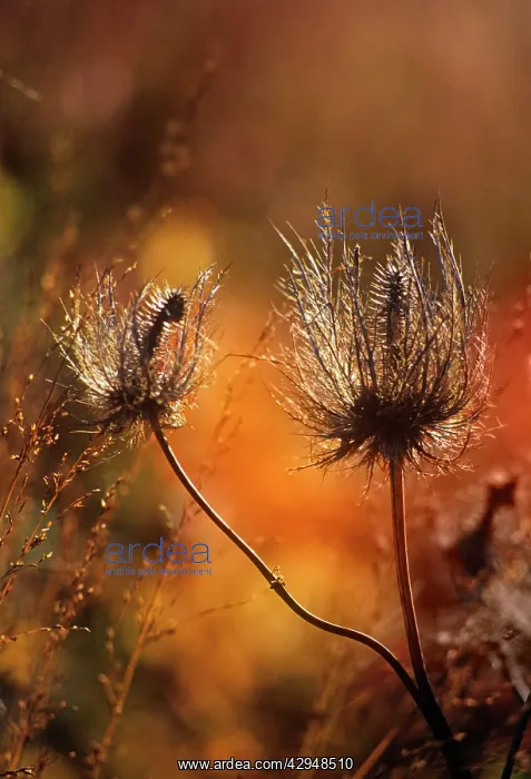 : Sea Holly, Eryngium alpinum : Sea Holly, Eryngium alpinum