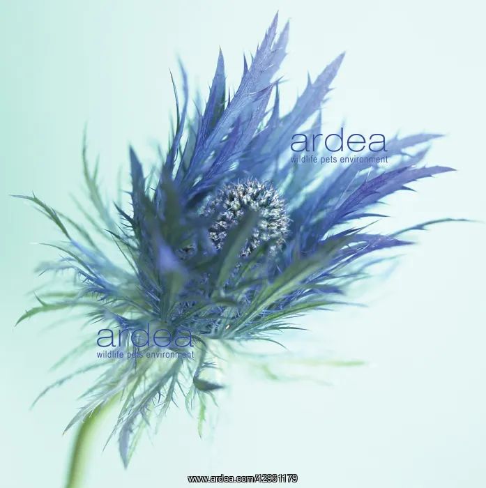 : Sea Holly, Eryngium alpinum : Sea Holly, Eryngium alpinum