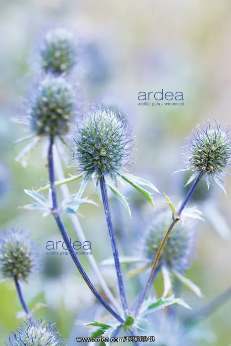 : Sea Holly, Eryngium planum : Sea Holly, Eryngium planum