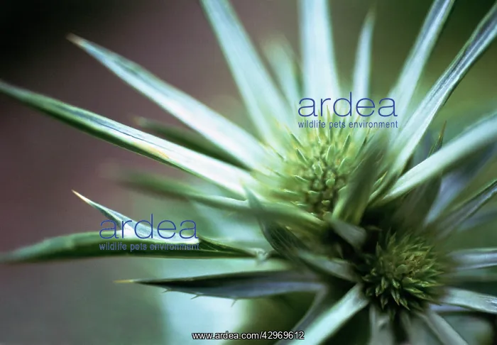 : Sea Holly, Eryngium bourgatii : Sea Holly, Eryngium bourgatii