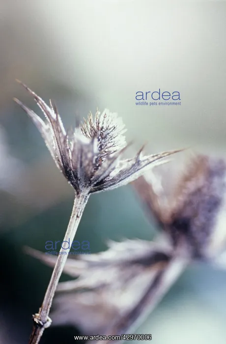 : Sea Holly, Miss Wilmott's ghost, Eryngium giganteum Miss Wilmott's ghost : Sea Holly, Miss Wilmott's ghost, Eryngium giganteum Miss Wilmott's ghost
