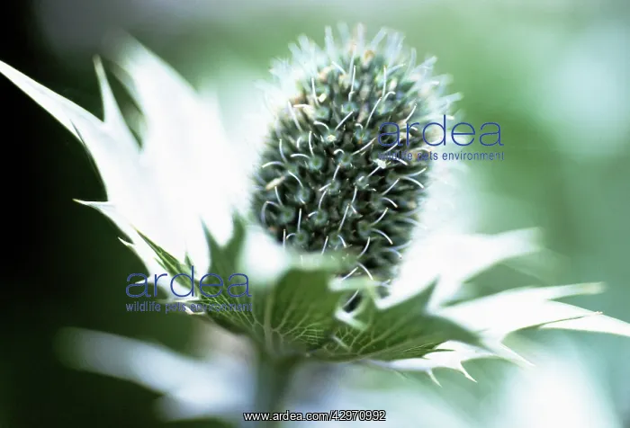 : Sea Holly, Miss Wilmott's ghost, Eryngium giganteum Miss Wilmott's ghost : Sea Holly, Miss Wilmott's ghost, Eryngium giganteum Miss Wilmott's ghost