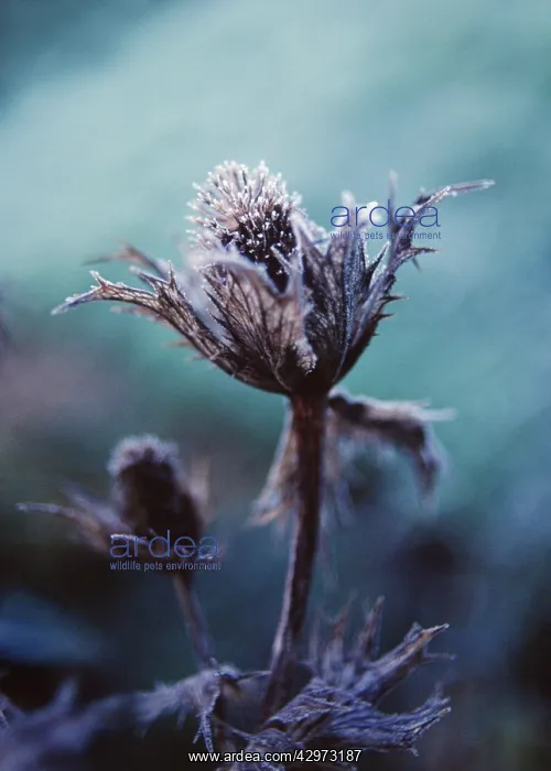  : Sea Holly, Miss Wilmott's ghost, Eryngium giganteum Miss Wilmott's ghost