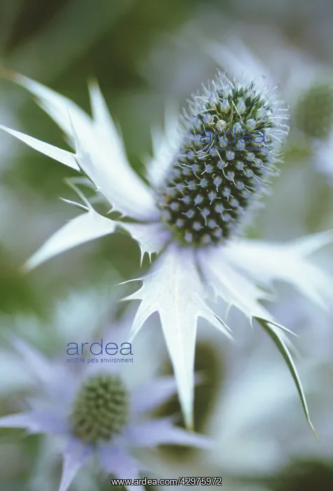 : Sea Holly, Miss Wilmott's ghost, Eryngium giganteum Miss Wilmott's ghost : Sea Holly, Miss Wilmott's ghost, Eryngium giganteum Miss Wilmott's ghost