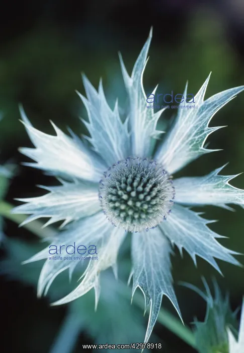 : Sea Holly, Miss Wilmott's ghost, Eryngium giganteum Miss Wilmott's ghost : Sea Holly, Miss Wilmott's ghost, Eryngium giganteum Miss Wilmott's ghost