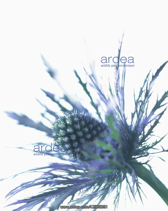 : Sea holly, Eryngium alpinum : Sea holly, Eryngium alpinum