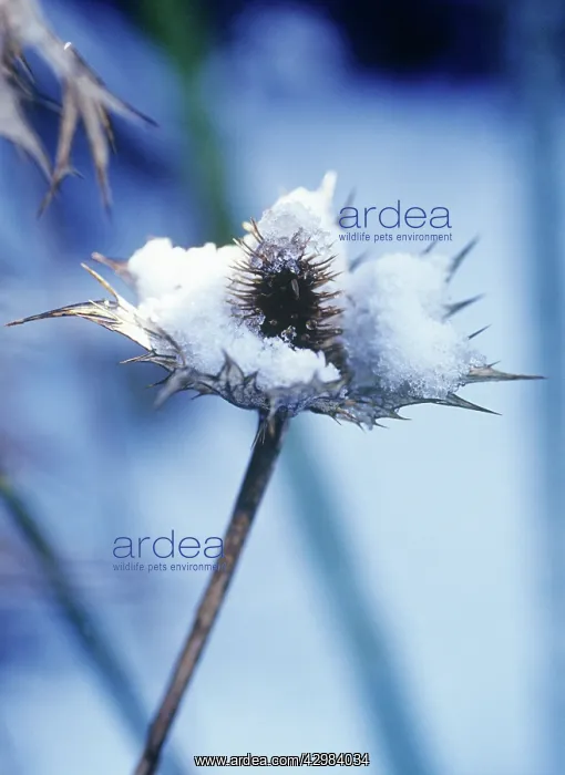 : Sea Holly, Miss Wilmott's ghost, Eryngium giganteum Miss Wilmott's ghost : Sea Holly, Miss Wilmott's ghost, Eryngium giganteum Miss Wilmott's ghost
