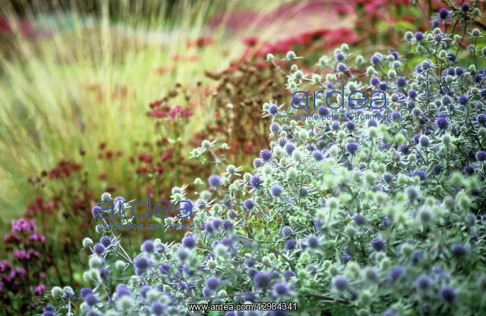 : Sea Holly, Eryngium tripartitum : Sea Holly, Eryngium tripartitum