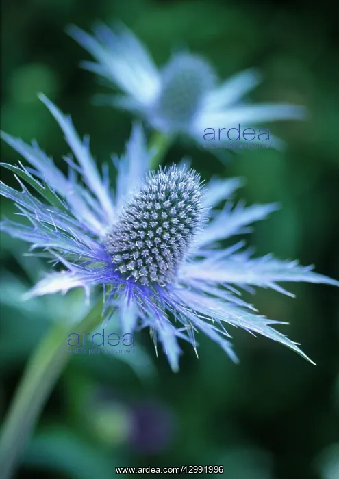 : Sea Holly, Eryngium Jos Eijking : Sea Holly, Eryngium Jos Eijking