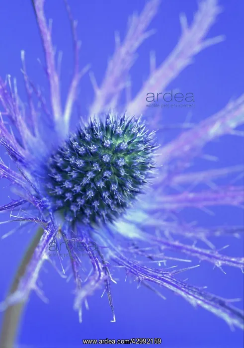 : Sea Holly, Eryngium Jos Eijking : Sea Holly, Eryngium Jos Eijking