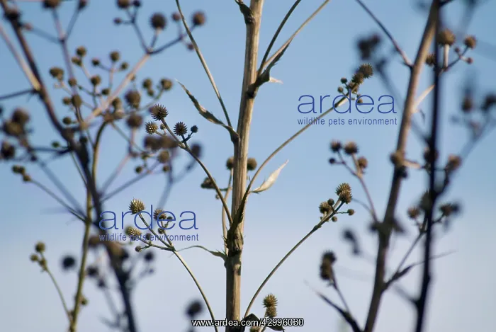 : Sea Holly, Eryngium yuccifolium : Sea Holly, Eryngium yuccifolium