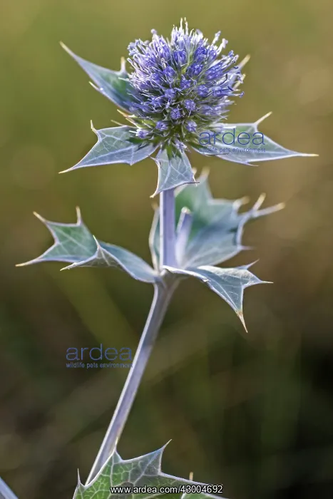  : Sea Holly (Eryngium maritimum)