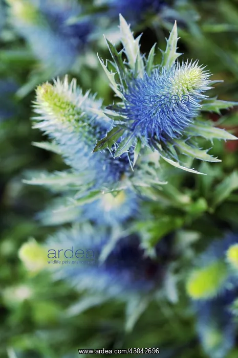: Sea Holly, Eryngium : Sea Holly, Eryngium