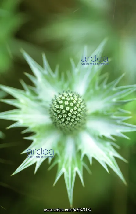  : Sea Holly, Miss Wilmott's ghost, Eryngium giganteum Miss Wilmott's ghost