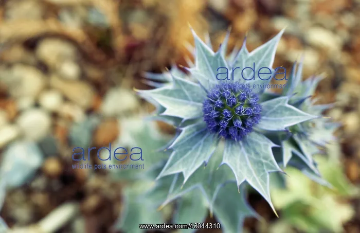 : Sea Holly, Eryngium maritimum : Sea Holly, Eryngium maritimum