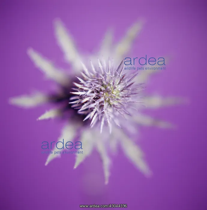  : Sea Holly, Eryngium