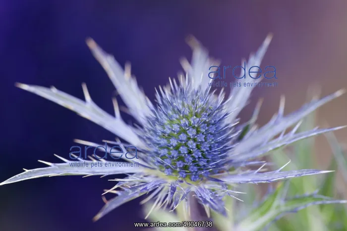 : Sea Holly, Eryngium x oliverianum : Sea Holly, Eryngium x oliverianum