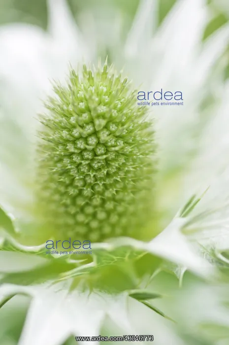  : Sea Holly, Miss Wilmott's ghost, Eryngium giganteum