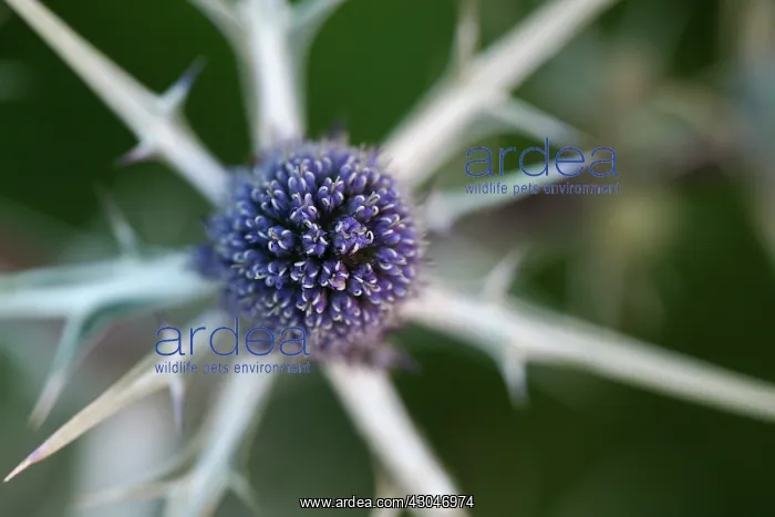 : Sea holly, Eryngium variifolium. Spheical head of small : Sea holly, Eryngium variifolium. Spheical head of small