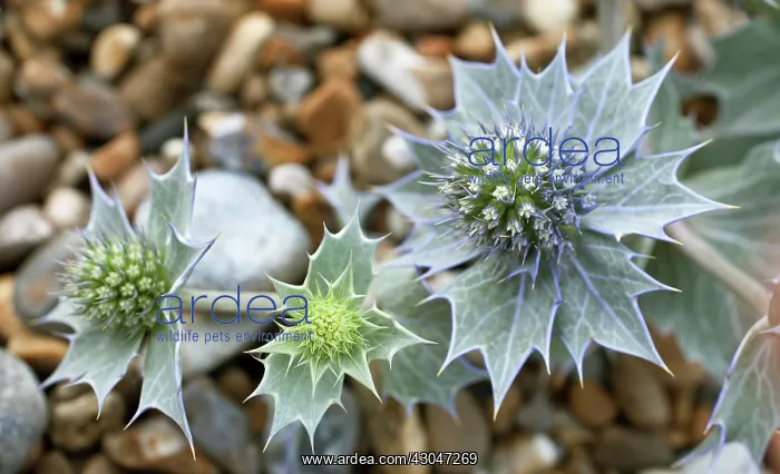 : Sea holly, Eryngium maritimum. Flower heads surrounded by spiny bracts : Sea holly, Eryngium maritimum. Flower heads surrounded by spiny bracts