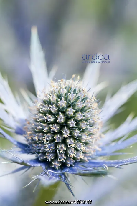 : Sea holly, Eryngium x zabelii Jos Eijking : Sea holly, Eryngium x zabelii Jos Eijking