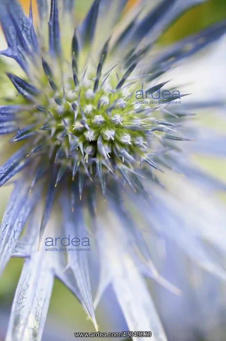 : Sea holly, Eryngium zabelii Big Blue, Close view of thistle-like flower : Sea holly, Eryngium zabelii Big Blue, Close view of thistle-like flower