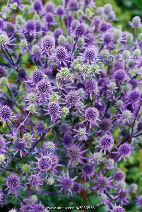 : Sea Holly, Eryngium tripartitum : Sea Holly, Eryngium tripartitum