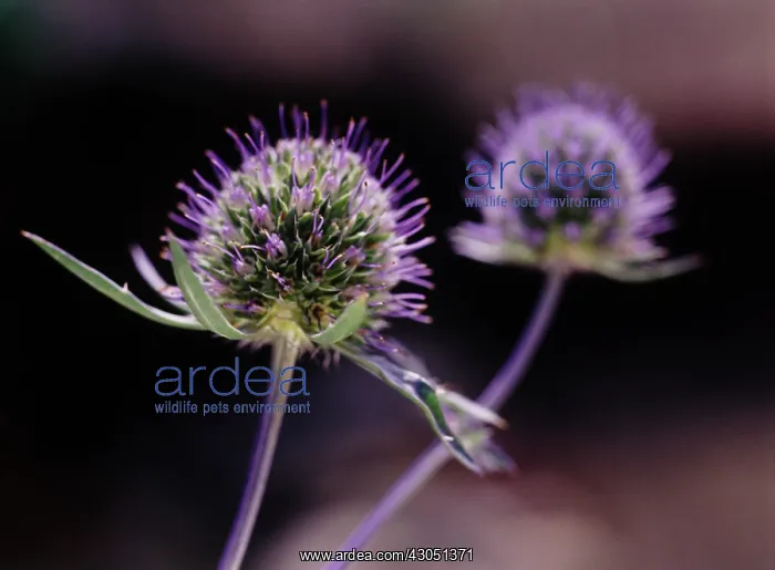 : Sea Holly, Eryngium tripartitum : Sea Holly, Eryngium tripartitum