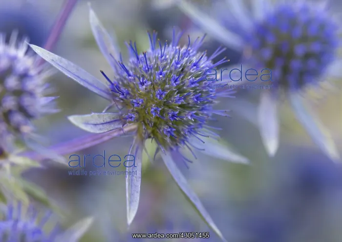 : Sea Holly, Eryngium tripartitum : Sea Holly, Eryngium tripartitum