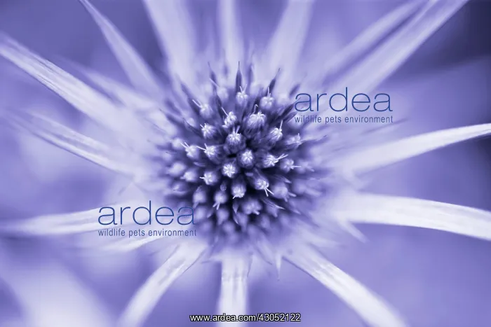 : Sea Holly, Eryngium bourgatii : Sea Holly, Eryngium bourgatii