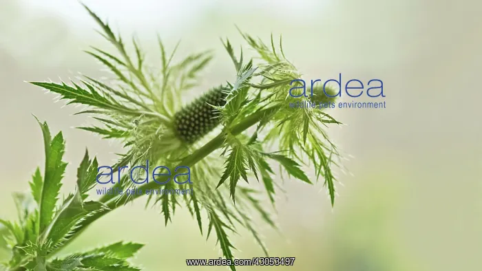 : Sea holly, Eryngium alpinum : Sea holly, Eryngium alpinum
