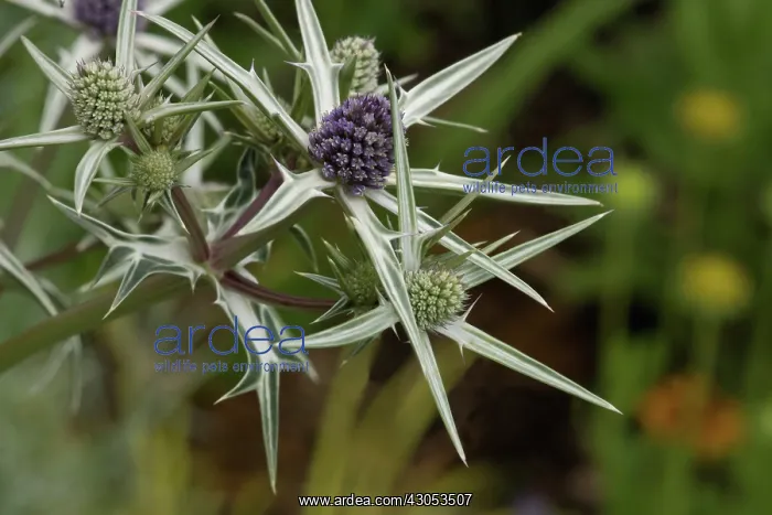 : Sea holly, Eryngium variifolium : Sea holly, Eryngium variifolium