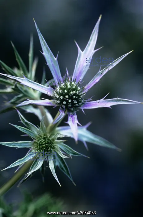 : Sea Holly, Eryngium bourgatii : Sea Holly, Eryngium bourgatii