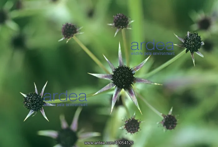: Sea Holly, Eryngium : Sea Holly, Eryngium