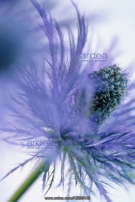 : Sea Holly, Eryngium alpinum : Sea Holly, Eryngium alpinum