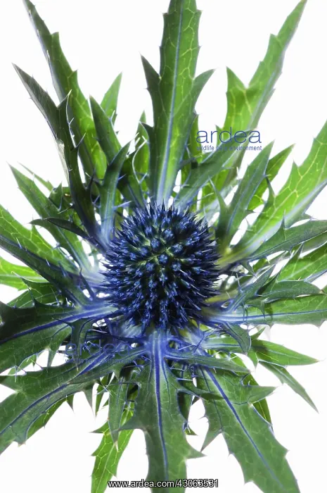  : Sea Holly, Eryngium