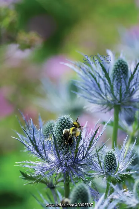 : Sea Holly, Eryngium : Sea Holly, Eryngium