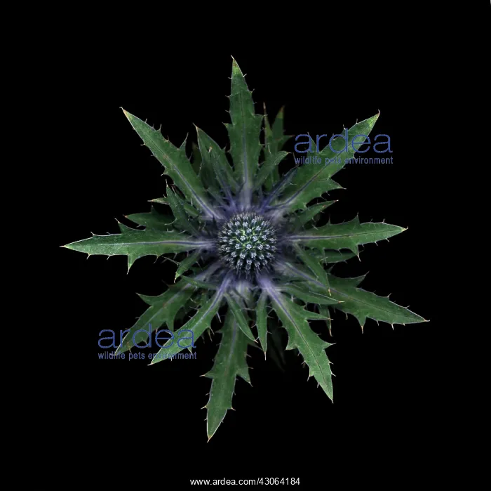 : Sea Holly, Eryngium : Sea Holly, Eryngium