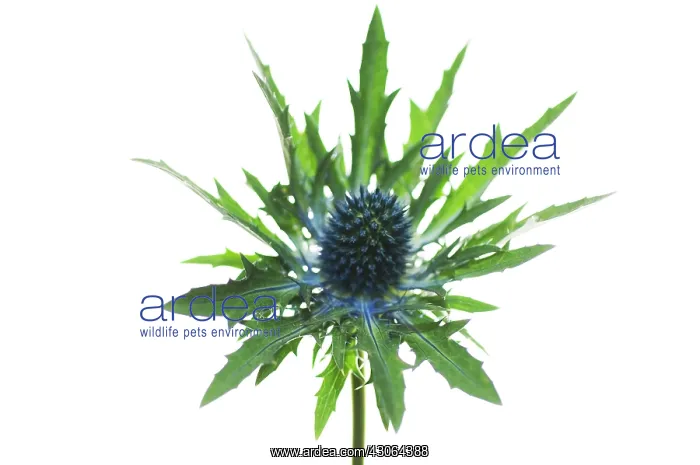 : Sea Holly, Eryngium x oliverianum : Sea Holly, Eryngium x oliverianum