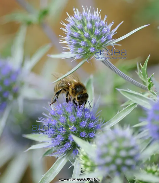 : Sea Holly, Eryngium : Sea Holly, Eryngium