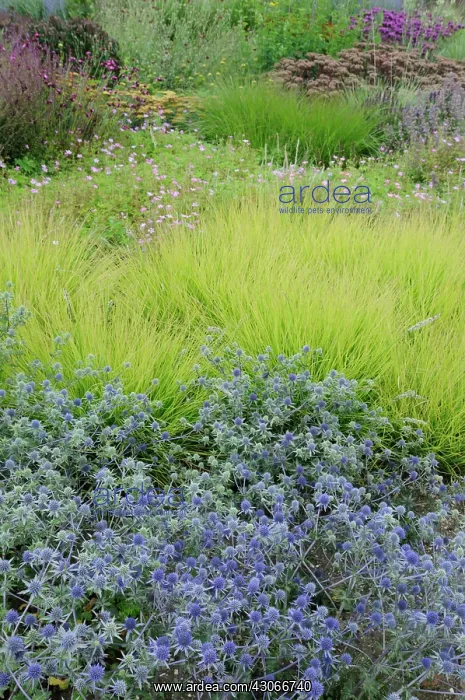 : Sea Holly, Eryngium tripartitum : Sea Holly, Eryngium tripartitum