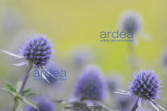 : Sea Holly, Eryngium tripartitum : Sea Holly, Eryngium tripartitum