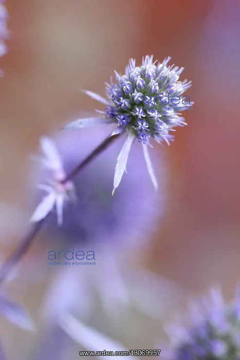 : Sea Holly, Eryngium planum : Sea Holly, Eryngium planum