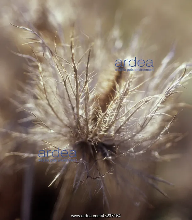 : Sea Holly, Eryngium alpinum : Sea Holly, Eryngium alpinum