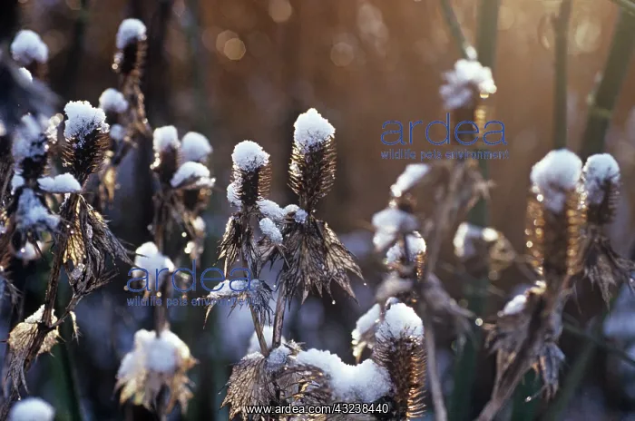 : Sea Holly. FLW - non-exclusive 2018 calendar, Europe : Sea Holly. FLW - non-exclusive 2018 calendar, Europe